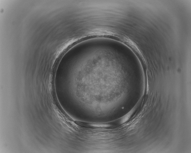 X0000060240387200510311527