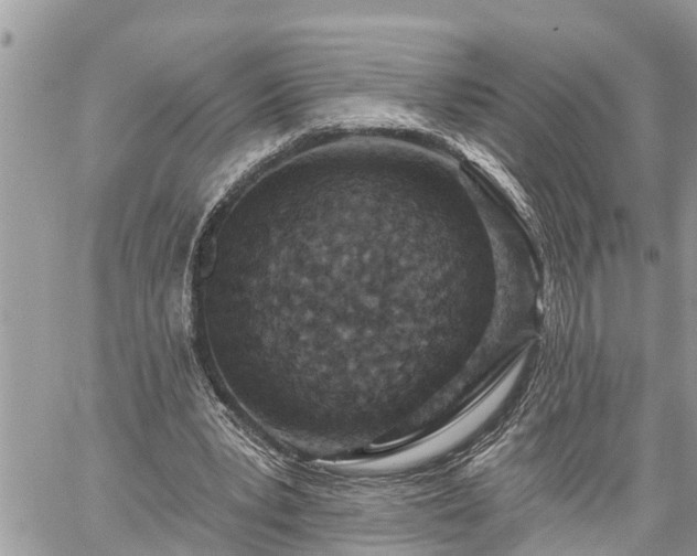 X0000060240391200510311527