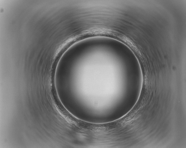 X0000060240438200510311526