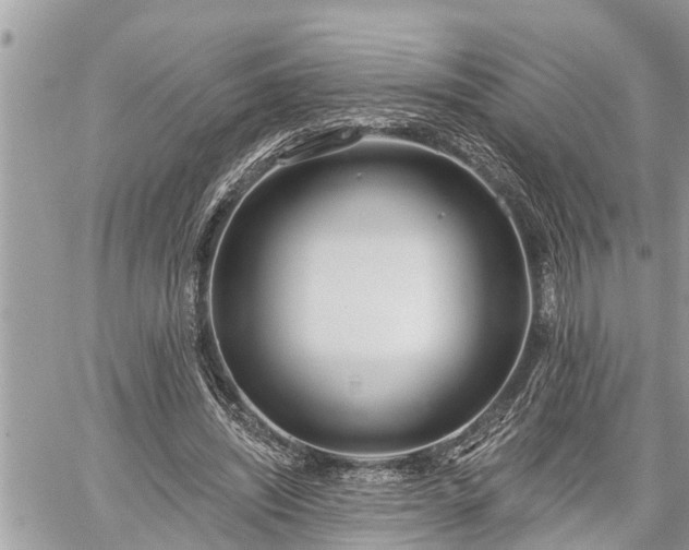 X0000060240444200510311526