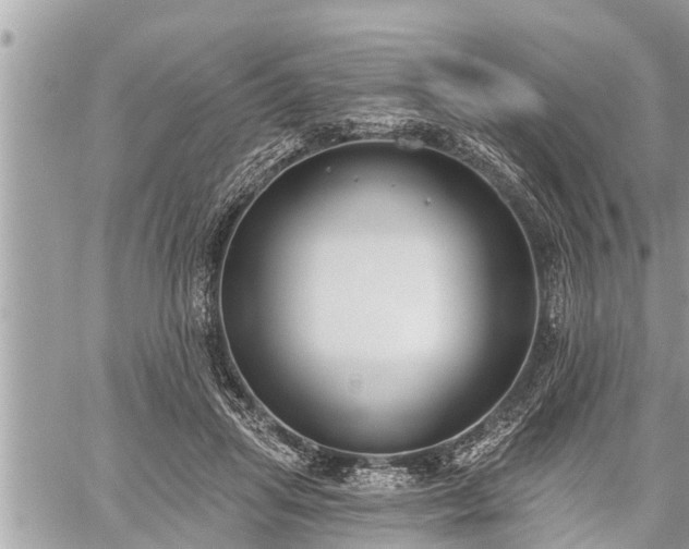 X0000060240455200510311526