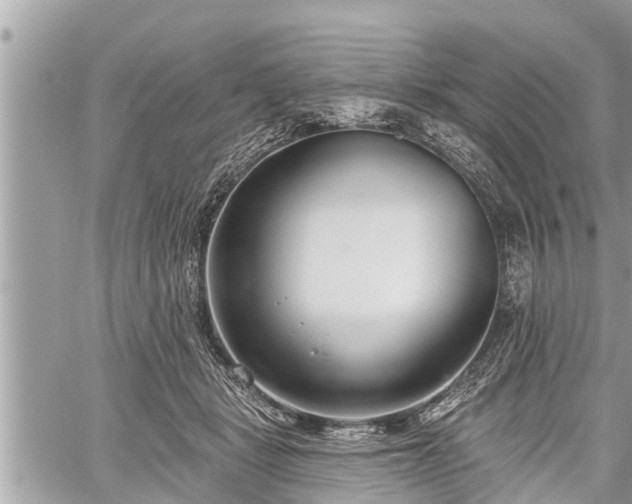 X0000060240461200510311526