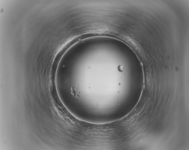 X0000060240532200510311524