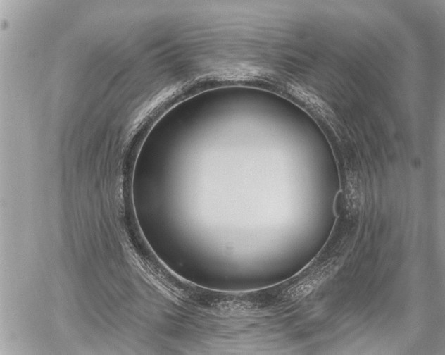 X0000060240535200510311524