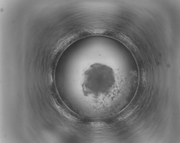 X0000060240541200510311524