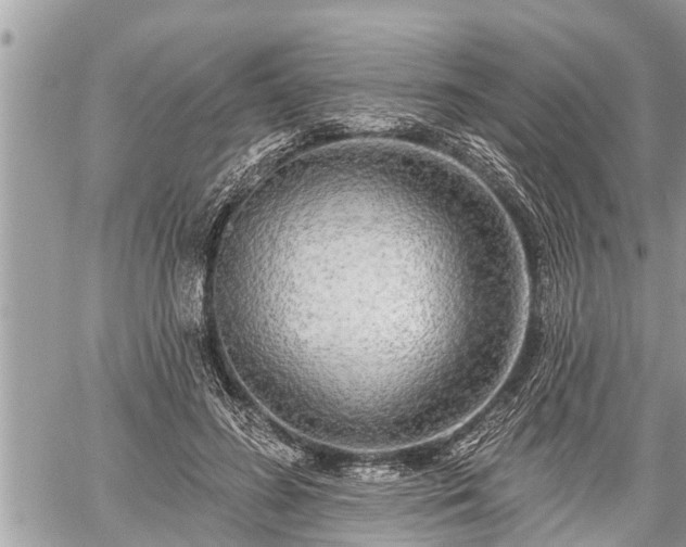 X0000060240596200510311524