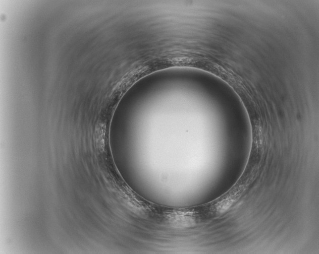 X0000060240664200510311523