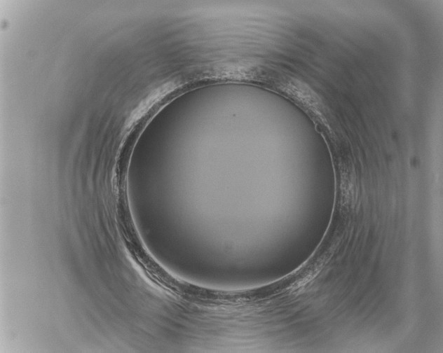 X0000060240674200510311523