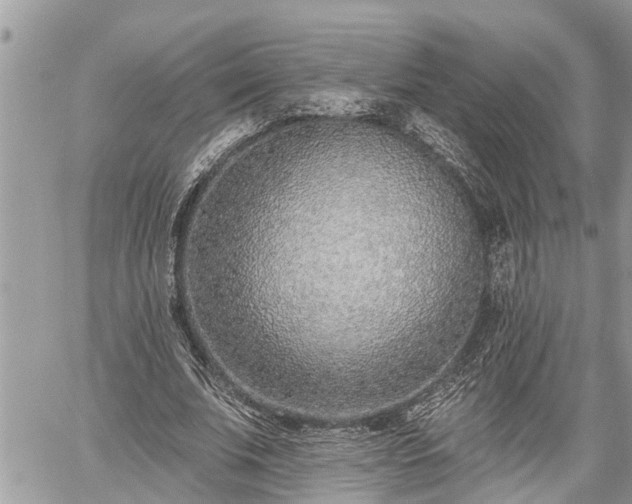 X0000060240679200510311523