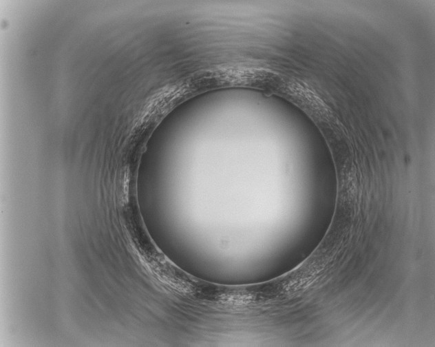 X0000060240694200510311522