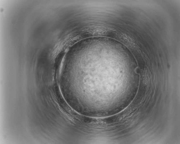 X0000060240695200510311522