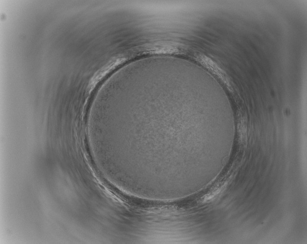 X0000060240721200510311521