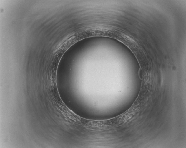 X0000060240774200510311521