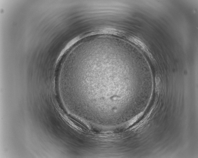 X0000060240780200510311521