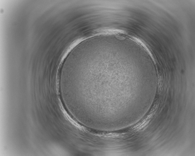 X0000060240851200510311520