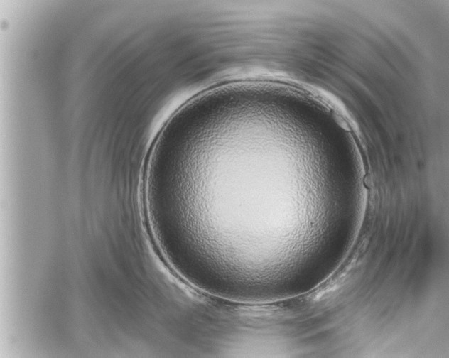 X0000060240863200510311520