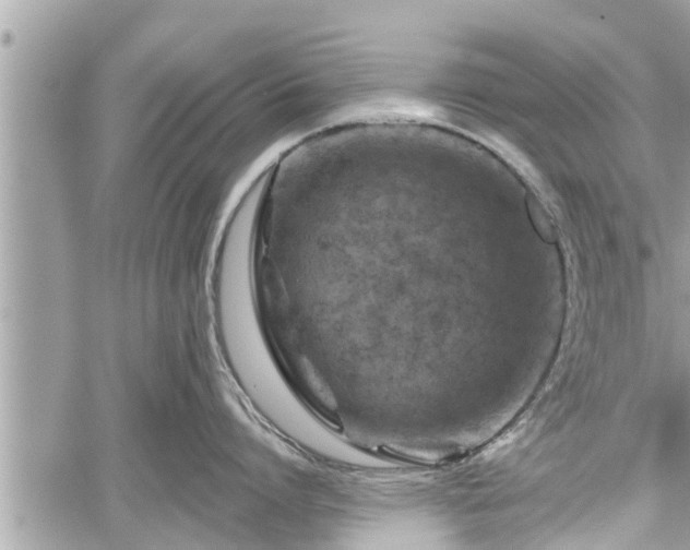 X0000060240864200510311520