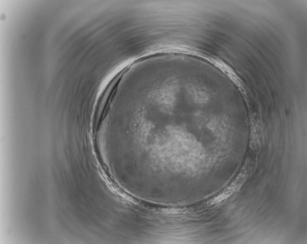 X0000060240904200510311519