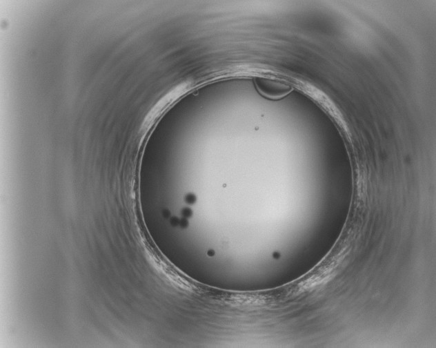 X0000060240954200510311518