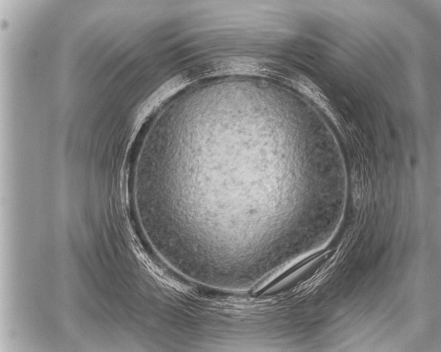 X0000060240987200510311517