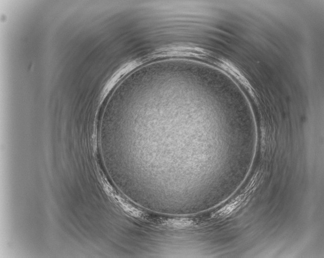 X0000060240994200510311517