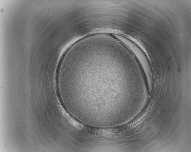 X0000060240995200510311517