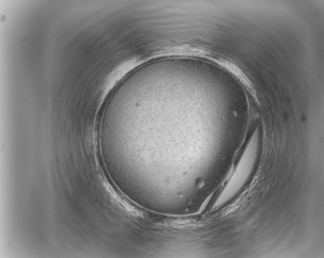 X0000060240998200510311517