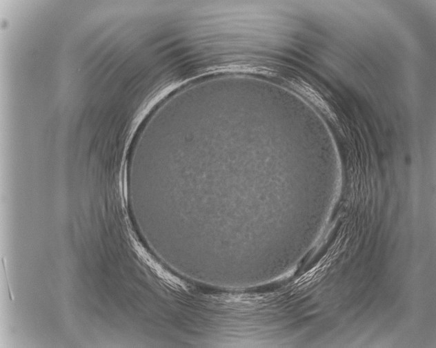 X0000060241084200510311516