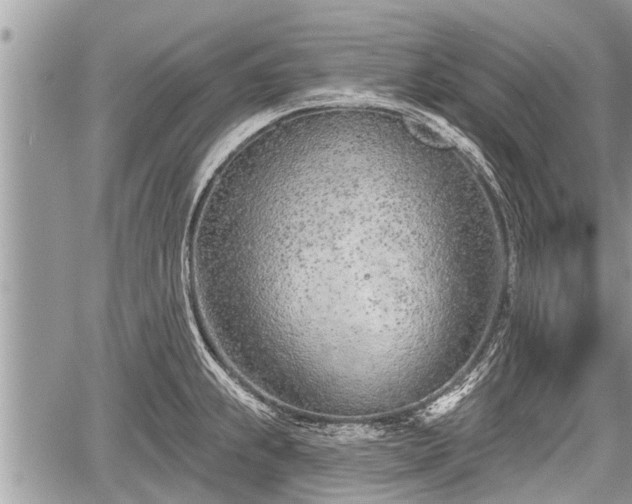 X0000060241239200510311513