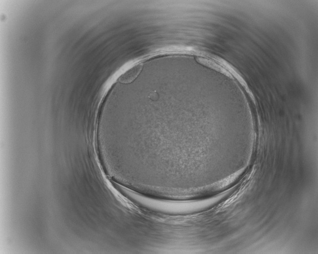 X0000060241245200510311514