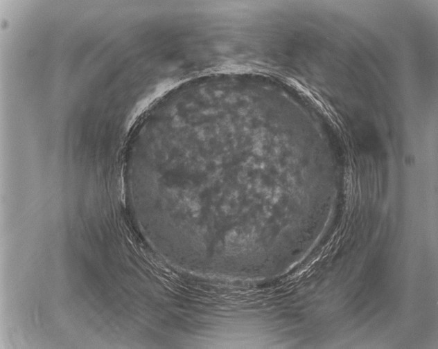 X0000060241262200510311513