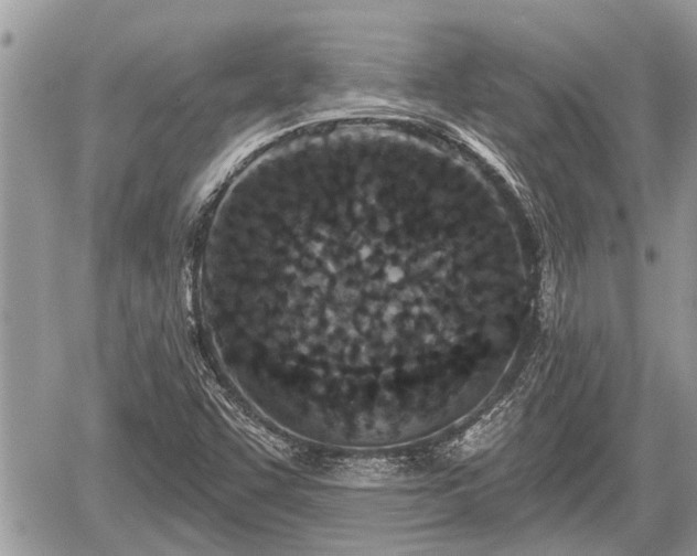 X0000060241455200510311509