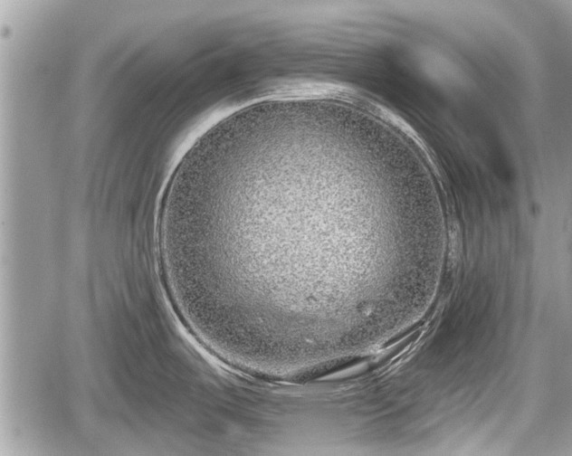 X0000060241487200510311509