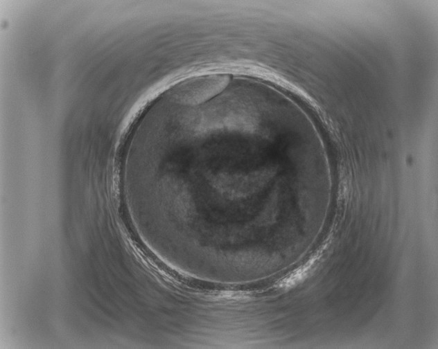 X0000060241506200510311508