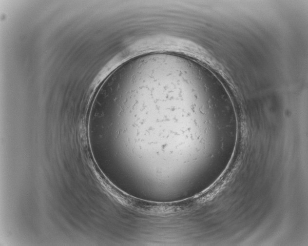 X0000060241521200510311509