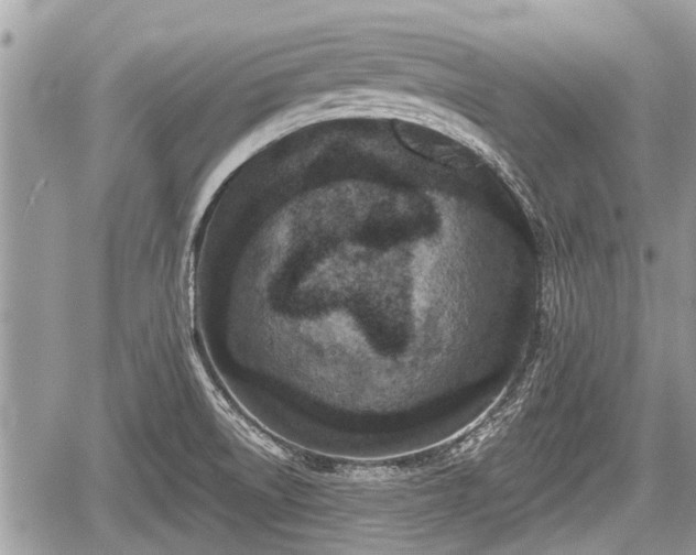 X0000060241522200510311509