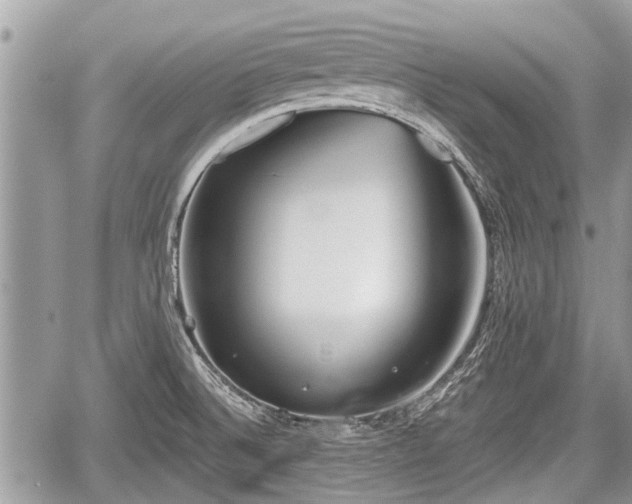 X0000060241524200510311509