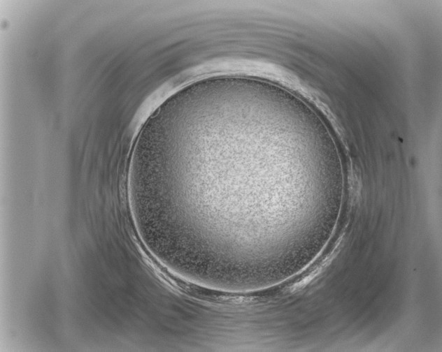 X0000060241529200510311509