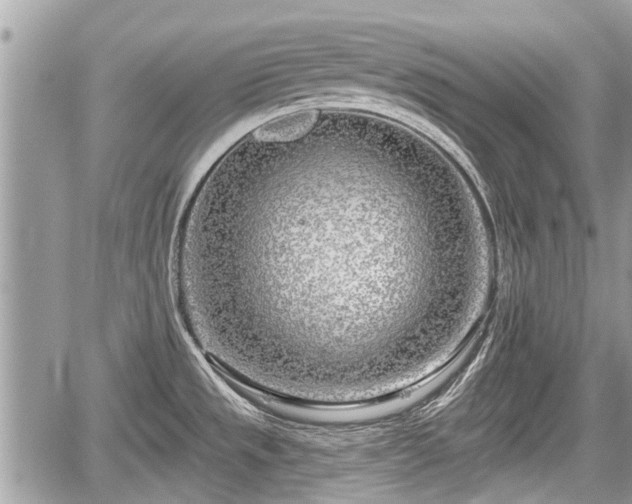 X0000060241533200510311509