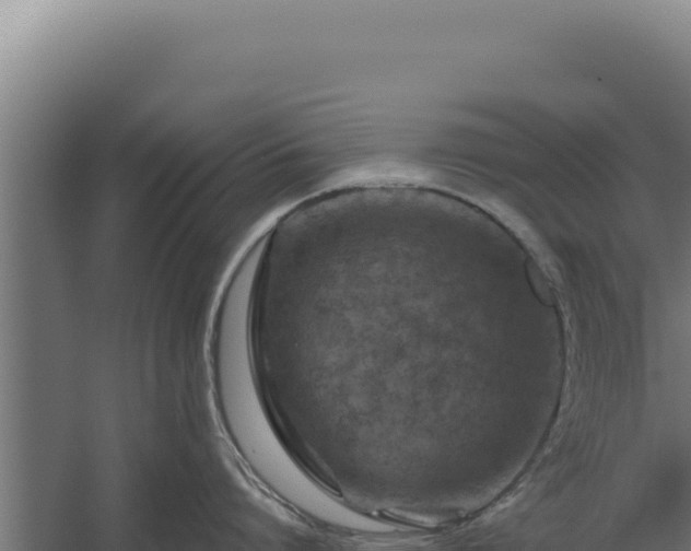 X0000060240864200511041255