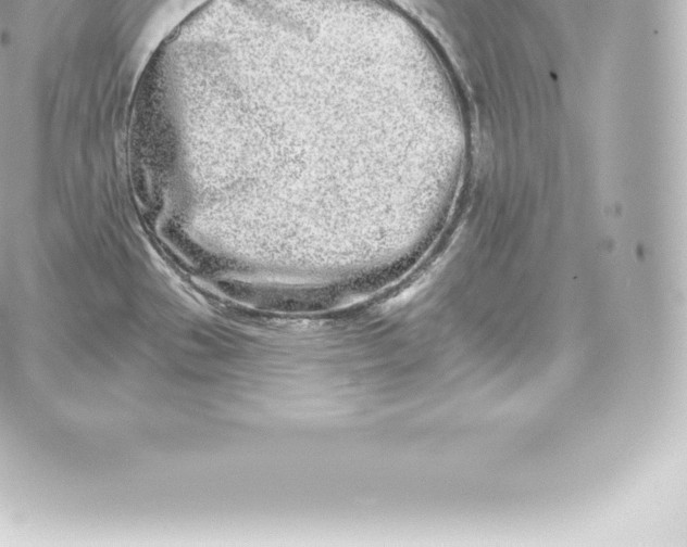 X0000060241529200511111916