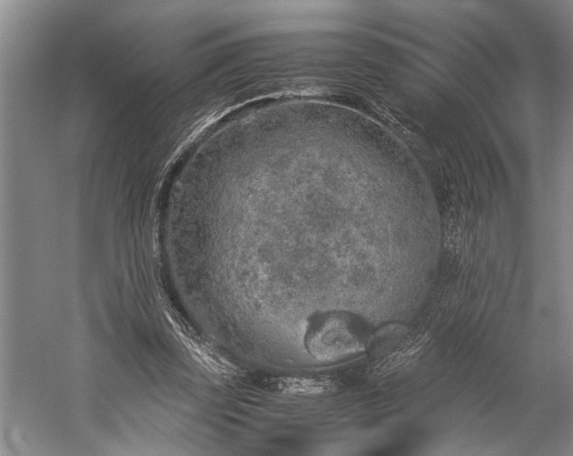 X0000060260347200510281211