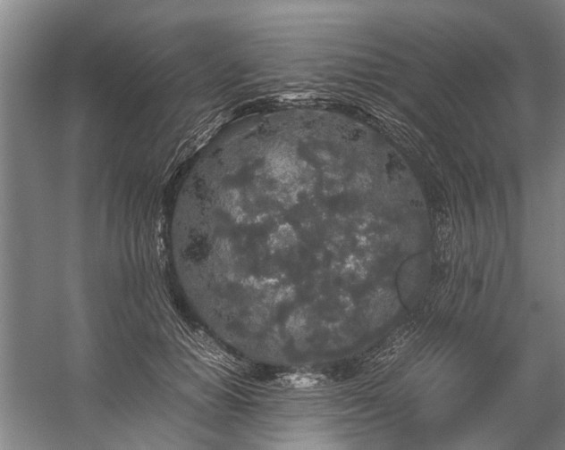 X0000060260654200510281207