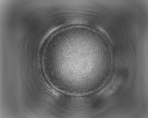 X0000060261019200510281200