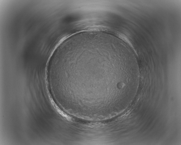 X0000060261091200510281159