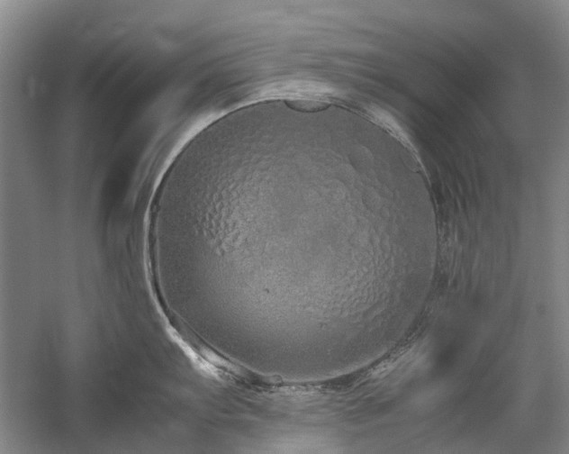 X0000060261103200510281159