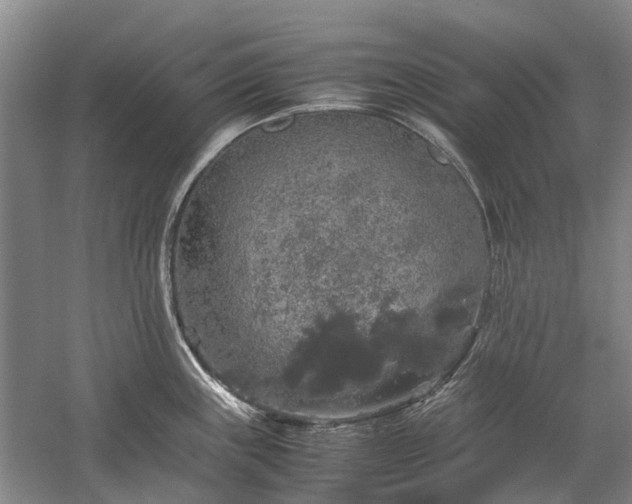 X0000060261243200510281157