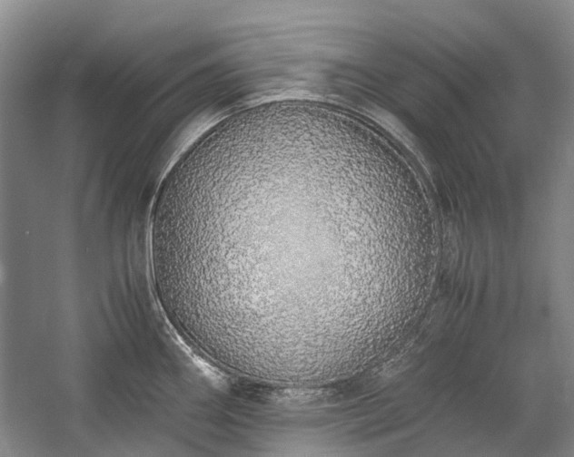 X0000060261290200510281156