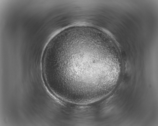 X0000060261335200510281155