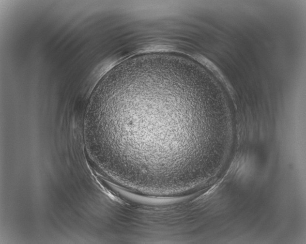 X0000060261337200510281155